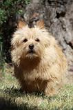 NORWICH TERRIER 040